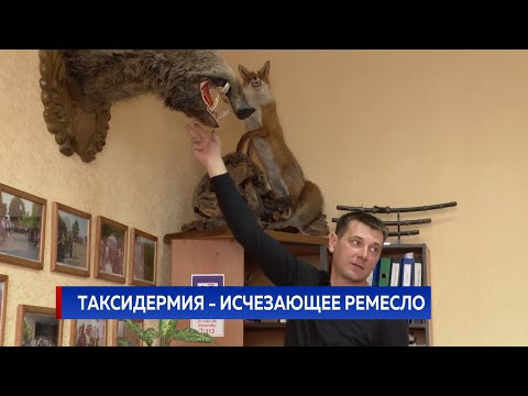 Видео: Таксидермия - исчезающее ремесло