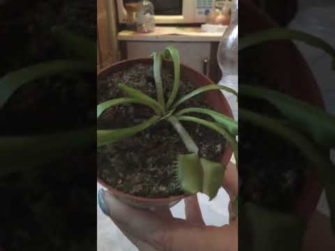 Видео: ВЕНЕРИНА МУХОЛОВКА. Зимовка.