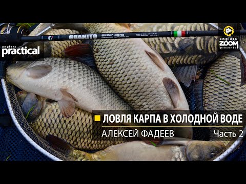 Видео: Ловля карпа в холодной воде. Алексей Фадеев.  Часть 2. Anglers Practical