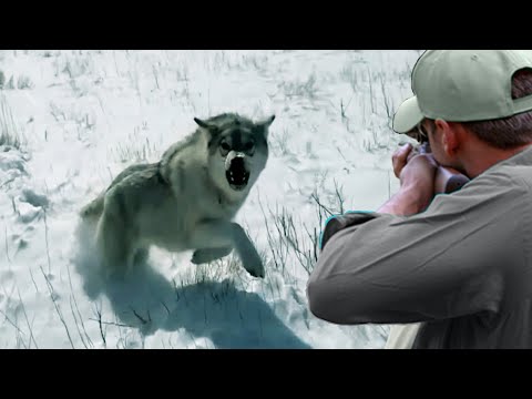 Видео: Решающие противостояния Часть 6 Охотник (лев, волк, тигр, буйвол, лось)