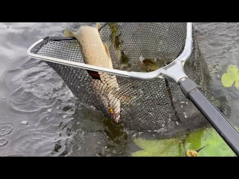 Видео: 2020г. СКАЗОЧНАЯ РЫБАЛКА В ВАСИЛЬСУРСКЕ. ЛЕЩ, ЩУКА, ОКУНЬ В 65 КМ ОТ ЧЕБОКСАР.