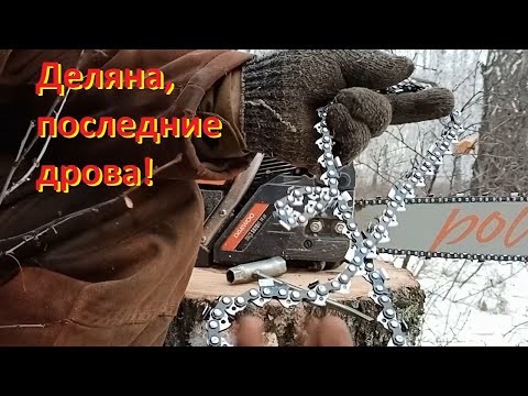 Видео: Зимний лес. Забираю последние дрова.Делянка закончена. Работа в лесу как зарядка!)))) Winter forest.
