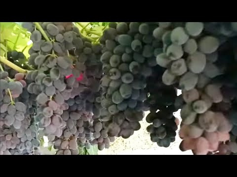 Видео: Спосіб отримати куща-монстра