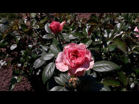 Видео: ✿➽ Новые розы в саду 2022 часть 4