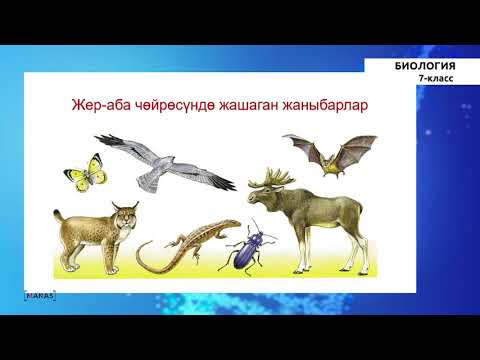 Видео: 7 класс - Биология - №1 - Жаныбарлар дүйнөсүнө жалпы мүнөздөмө