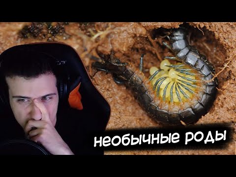 Видео: Hellyeahplay смотрит: ТАКИХ НЕОБЫЧНЫХ РОЖДЕНИЙ ВЫ ЕЩЕ НЕ ВИДЕЛИ!