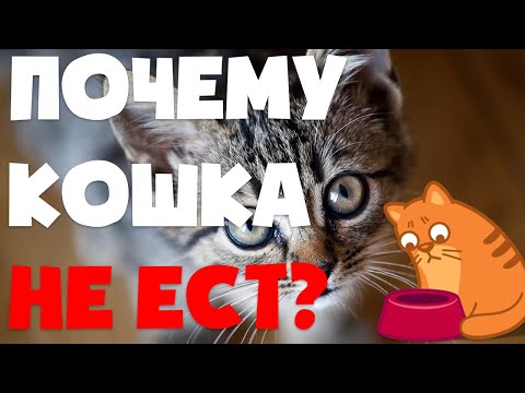 Видео: Почему кошка или кот не ест? | Что делать если кошка не ест несколько дней