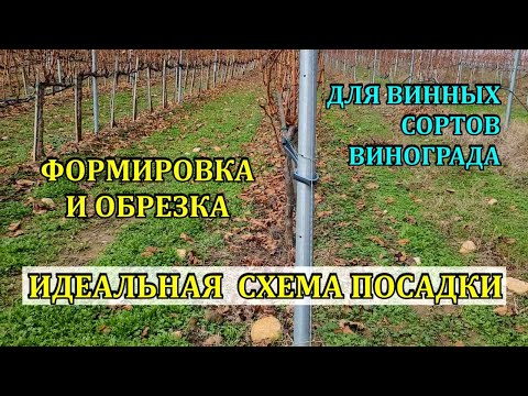 Видео: ИДЕАЛЬНАЯ СХЕМА ПОСАДКИ для винных сортов , ОБРЕЗКА, ФОРМИРОВКА   ДЛЯ ВИНОДЕЛИЯ