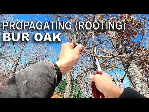 Видео: Размножение (укоренение) дуба черешчатого