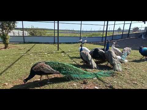 Видео: Посетили страусиную ферму "Великолепный страус".
