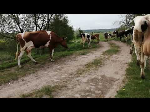 Видео: ПЕРВЫЙ РАЗ ВЫГОНЯЕМ ТЕЛОК В СТАДО!ОТ ДВОРА ДО ПАСТБИЩА!КАК ВСЕ ПРОШЛО?ПРОБЕЖКИ С УТРА!СТАДО!
