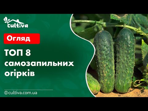 Видео: ТОП 8 самозапильних огірків від Cultiva