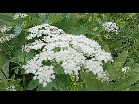 Видео: Главный взяток в Тайге .