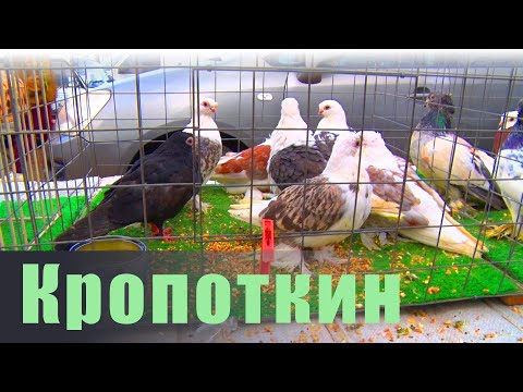 Видео: Птичий рынок. Кропоткин. [30.03.2025]