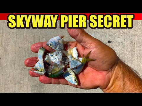 Видео: Отличная рыбалка на пирсе Скайвэй