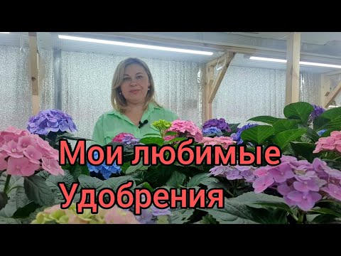 Видео: Удобрения для гортензий . С весны до осени ....