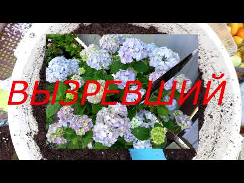 Видео: КРУПНОЛИСТНАЯ ГОРТЕНЗИЯ  ,РАЗГОВОР О ГРУНТЕ ,ЧЕРЕНКАХ ,ЗИМОВКЕ ,НЕУДАЧАХ И ПЛАНАХ НА 2022 Г