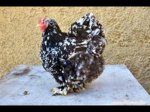 Видео: Гуковские куры На улице