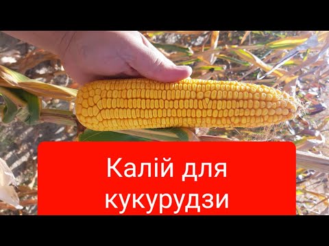 Видео: Роль Калію для кукурудзи.