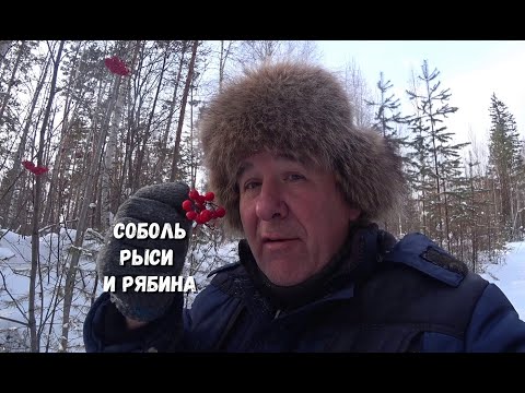 Видео: Рыси чистят путик не первый раз. Соболь есть!!! Рябина для рябчика.