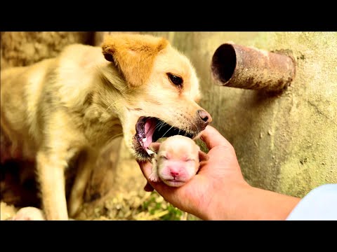 Видео: Вау! Не ожидал, что псы из-под досок станут частью нашей семьи! 🐶