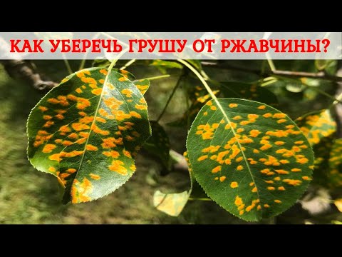 Видео: Ржавчина груши. Защита и профилактика