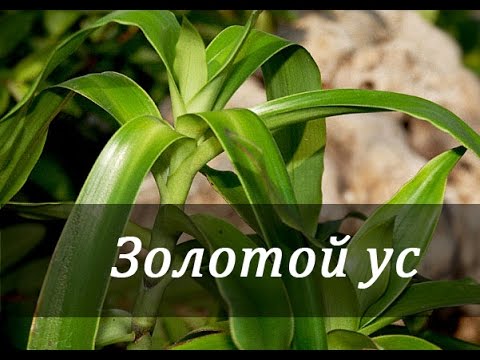 Видео: ЗОЛОТОЙ УС. КАЛЛИЗИЯ ДУШИСТАЯ. Уход и разведение. Аптека на подоконнике