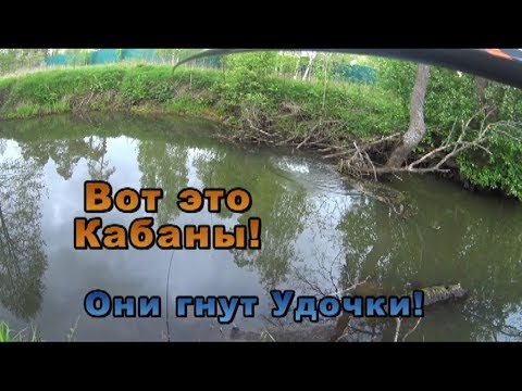 Видео: Вот это Кабаны!!! Ловля Крупного Язя на Боковой Кивок!