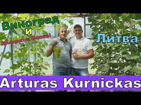Видео: Виноград . Литва. В гостях у Артураса Курницкаса , деревня Кейджай.Часть 1.