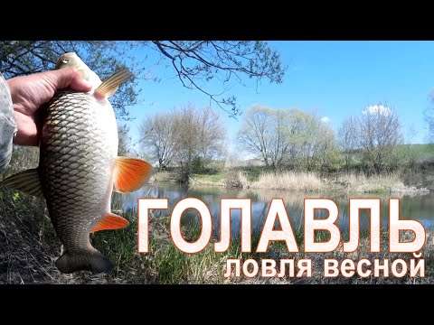 Видео: Отличная рыбалка на голавля! Секреты ловли голавля весной / ГОЛАВЛЬ НА СПИННИНГ