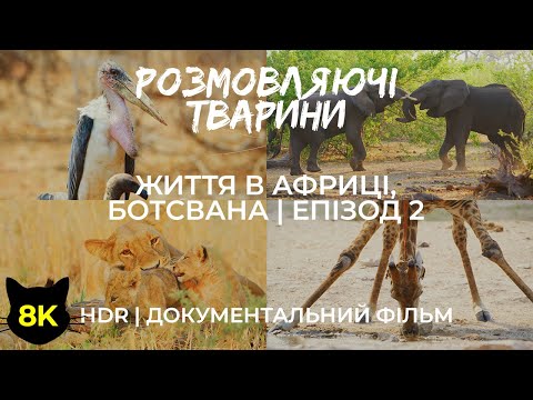 Видео: Тварини розповідають про життя в Африці - Дикі мешканці Ботсвани - Навчальний фільм 8K HDR - #2