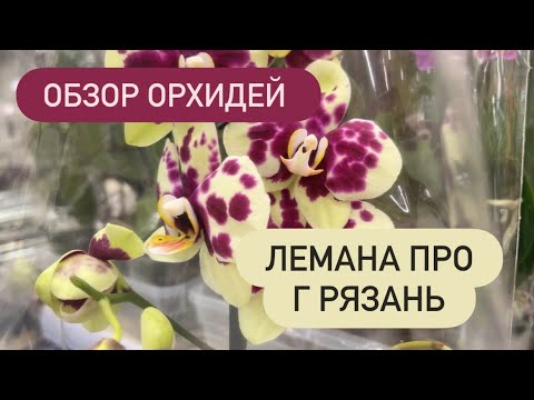 Видео: 🔴ОБЗОР ОРХИДЕЙ Лемана Про Рязань #новыеорхидеи #орхидеиуход #обзорорхидей #покупкацветов #Orchids