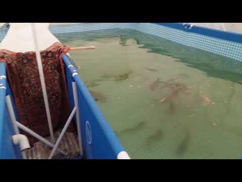 Видео: Аквапоника уз