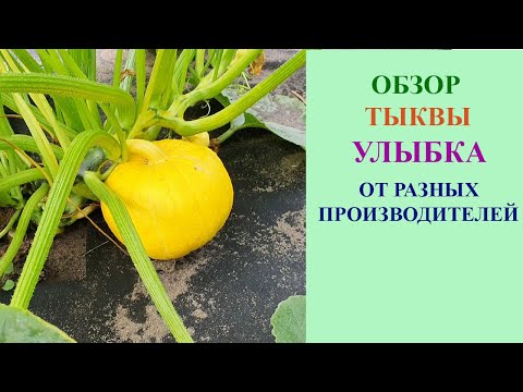 Видео: ТЫКВА "УЛЫБКА" ОТ РАЗНЫХ АГРОФИРМ. ОЖИДАНИЕ И РЕАЛЬНОСТЬ.