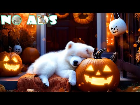 Видео: 3 часа исцеляющей музыки для успокоения сердец собак. Снятие стресса и глубокая релаксация | Звуки п