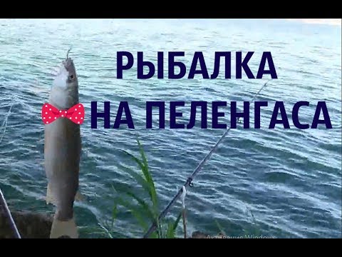 Видео: Рыбалка на Хаджибеевском лимане
