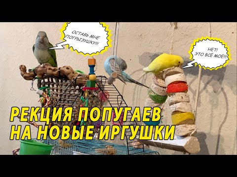 Видео: РЕАКЦИЯ МОИХ ПОПУГАЕВ НА НОВЫЕ ИГРУШКИ | ПОКУПКИ ДЛЯ ПОПУГАЕВ