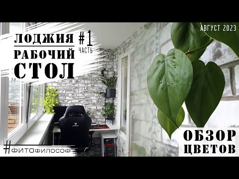 Видео: МОИ РАСТЕНИЯ на лоджии. РАБОЧИЙ СТОЛ. Обзор цветов.