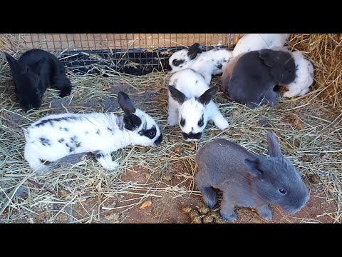 Видео: ОСМОТР ГНЕЗДА КРОЛЬЧИХИ🐰КРОЛИКИ🐰ДЕРЕВНЯ⛪ГЕРМАНИЯ