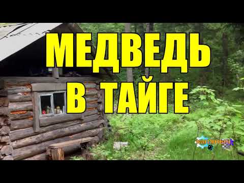 Видео: ОХОТА НА МЕДВЕДЯ  ШАТУН В БЕРЛОГЕ  ТАЙГА