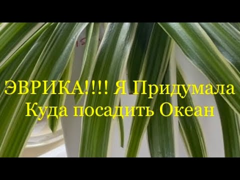 Видео: Хлорофитум Океан 🌱Долгожданная посадка 🤗🫶🏻☀️