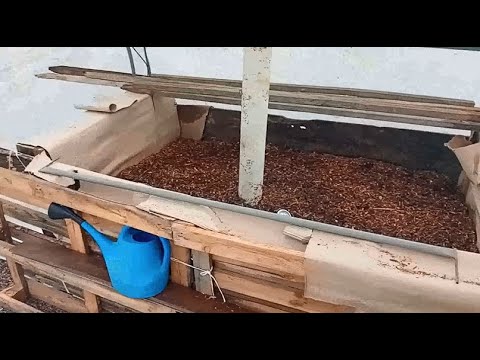 Видео: Горещо легло (hot bed) за отопление на оранжерията и за бъдещо отглеждане на разсади в него