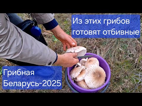 Видео: 🍄 Удивительная грибалка в белорусском лесу