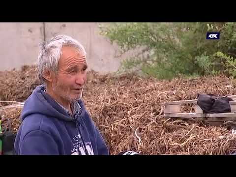 Видео: Қызыл мия: Тамырын тереңге жайған заңсыз бизнес! / АПТАП 28.04.19