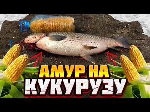 Видео: Дикий амур на кукурузу | Как поймать |