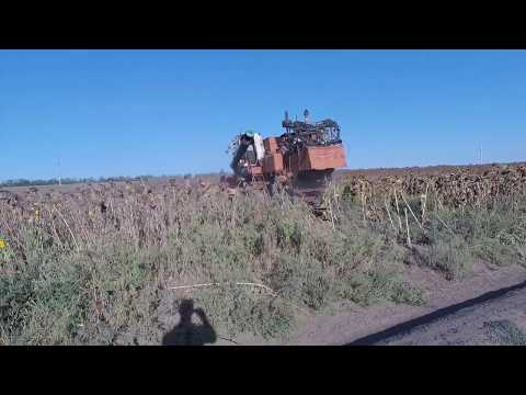Видео: Нива СК 5 с ПСП 1,5 уборка подсолнуха