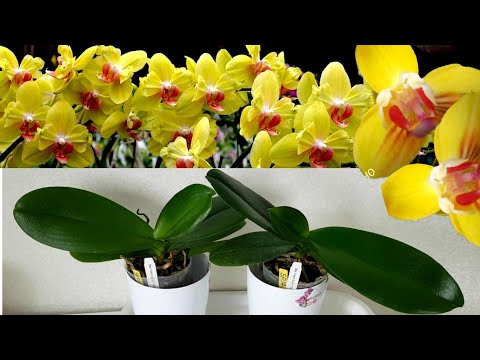 Видео: ГРУППОВАЯ посадка пересадка СОЛНЕЧНЫХ ОРХИДЕИ. Как посадить орхидеи группой. ОРХИДЕЯ ФАЛЕНОПСИС