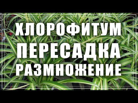 Видео: Хлорофитум пересадка. Как пересадить и размножить хлорофитум