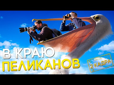 Видео: В краю пеликанов. Остров Куц. 2 кадра 04.04.2024