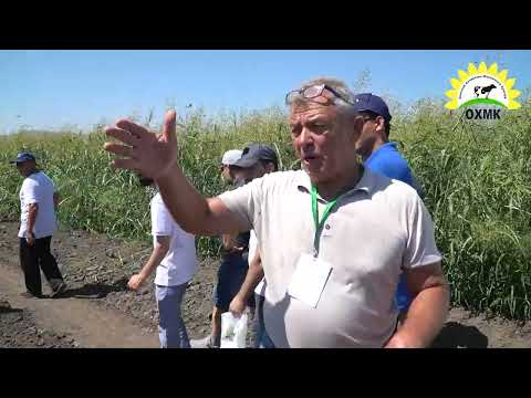 Видео: «Технология возделывания гибридов подсолнечника на примере ТОО «Опытные хозяйство масличных культур»